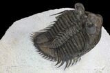Tower Eyed Erbenochile Trilobite - Top Quality #128993-5